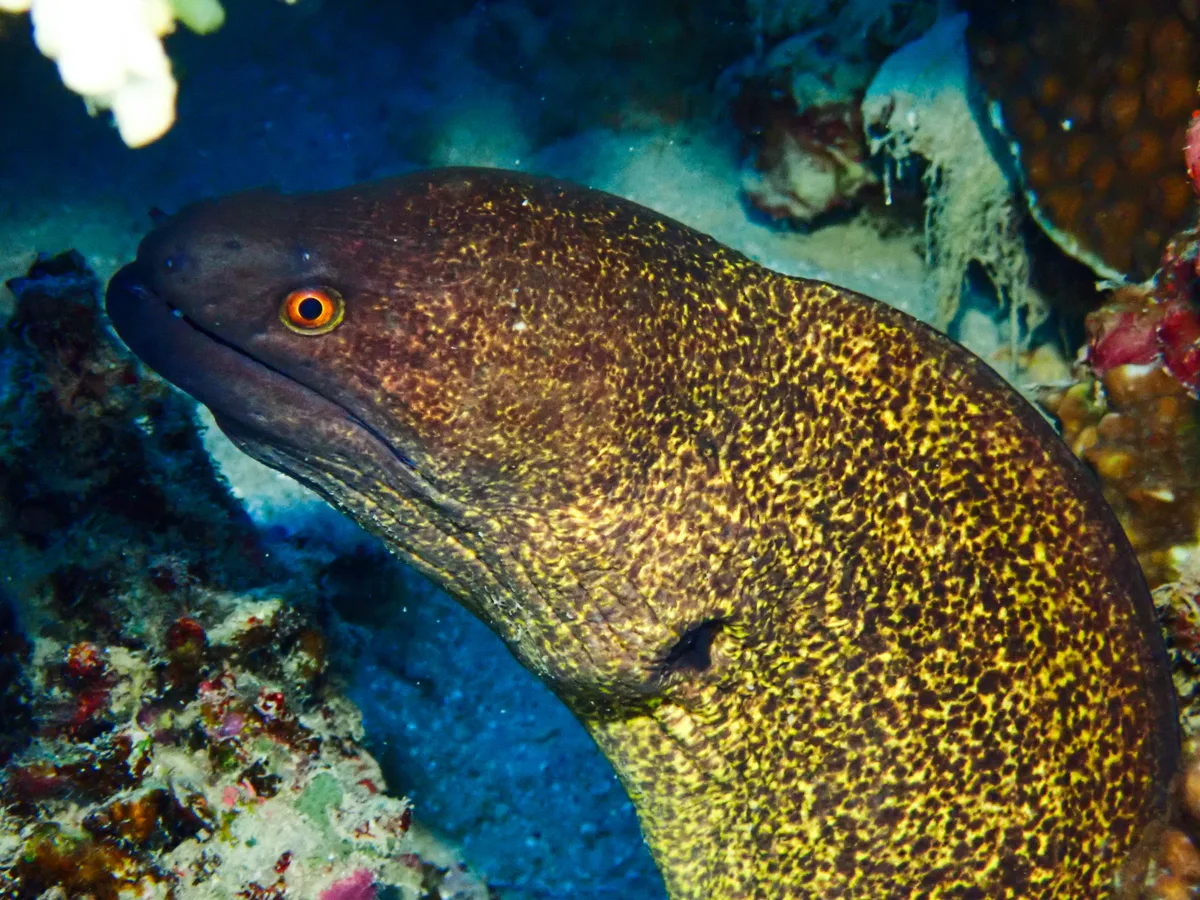 Yellow-edged Moray