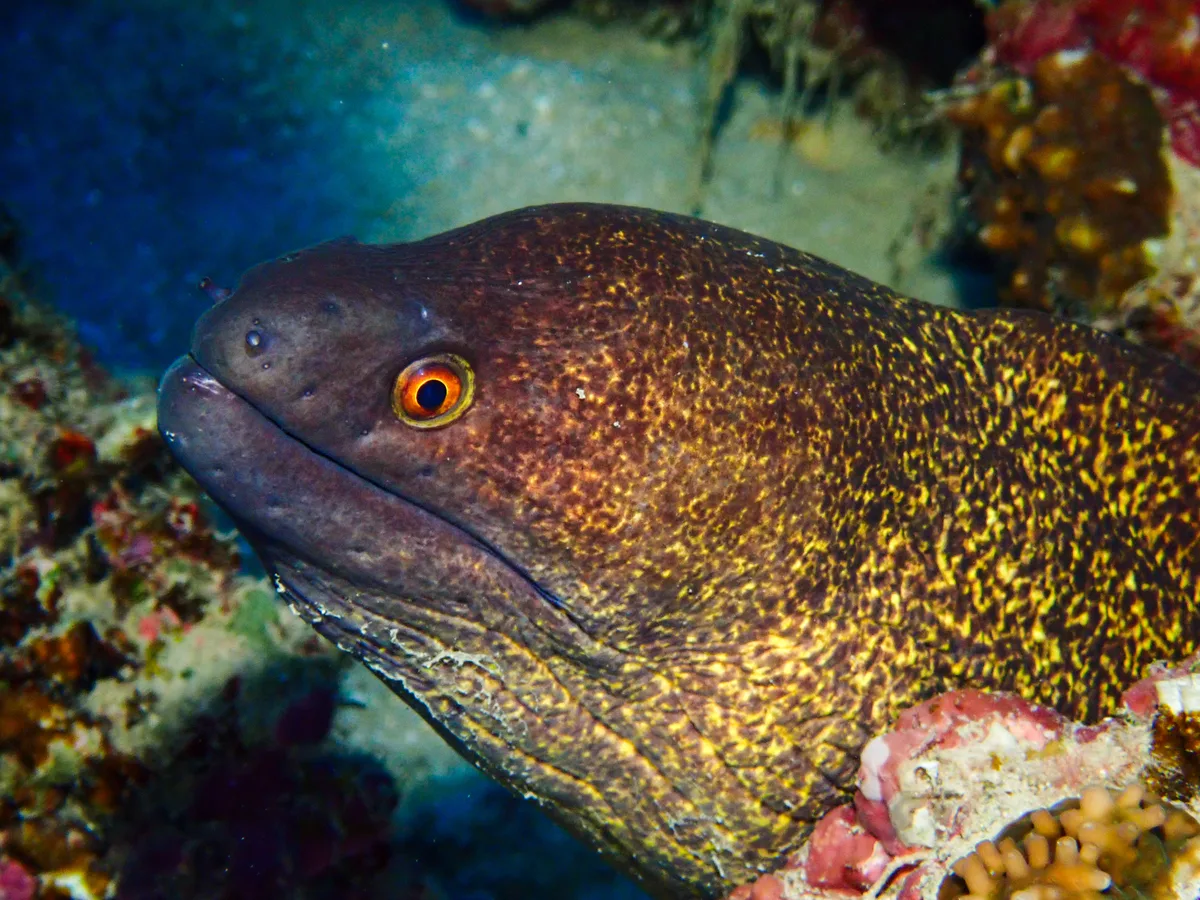 Yellow-edged Moray