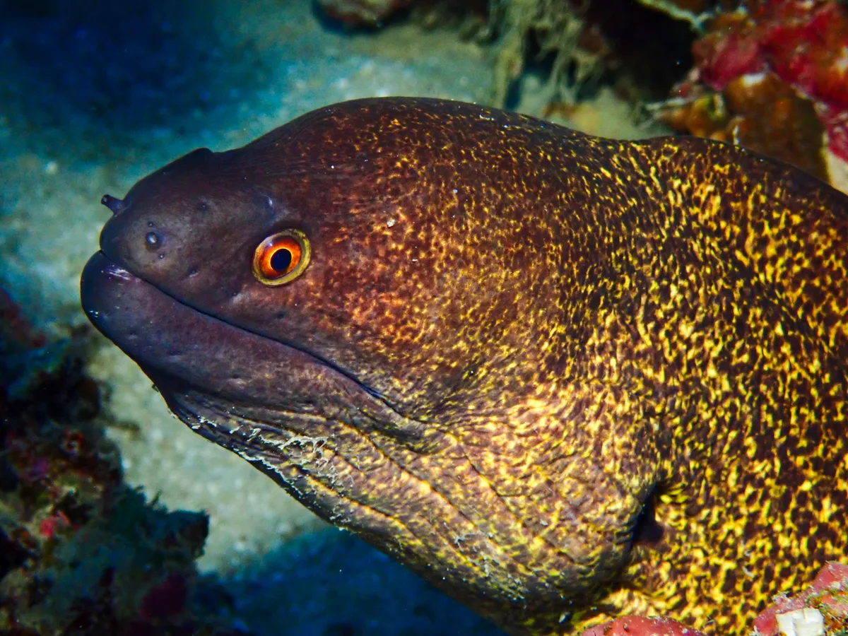 Yellow-edged Moray