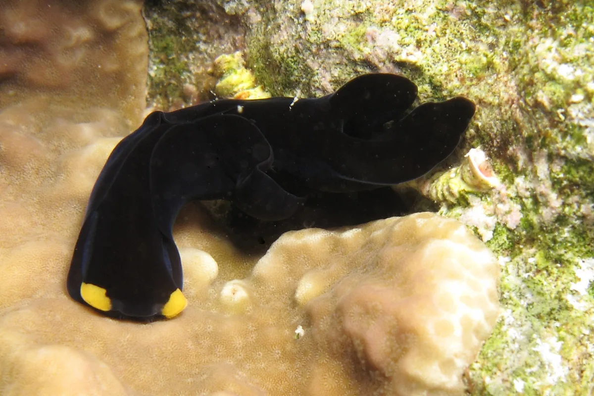 Chelidonura flavolobata