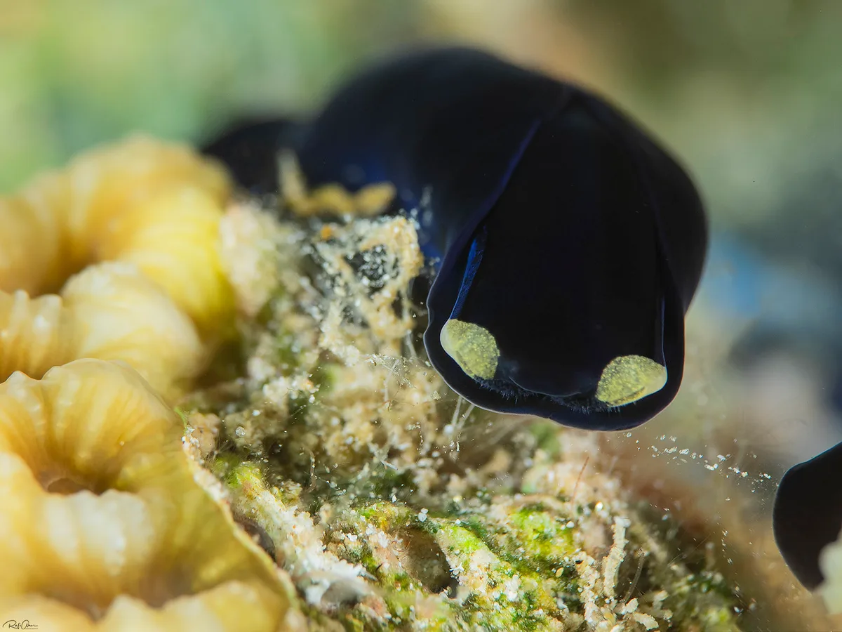 Yellow Lip Shield Slug - Chelidonura flavolobata