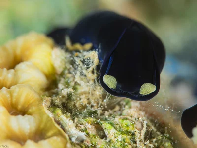 Yellow Lip Shield Slug - Chelidonura flavolobata