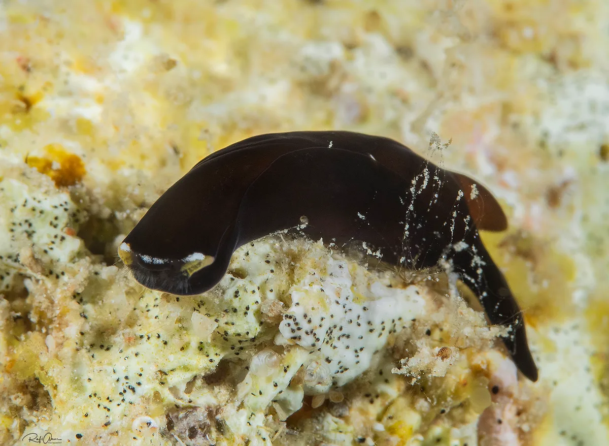 Yellow Lip Shield Slug - Chelidonura flavolobata