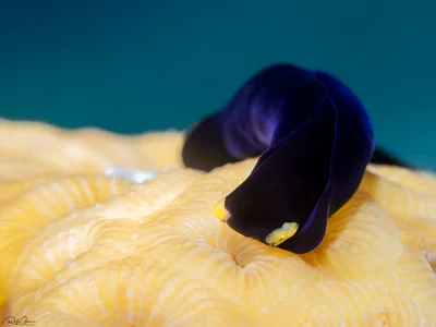 Yellow-lip Shield Slug - Chelidonura flavolobata