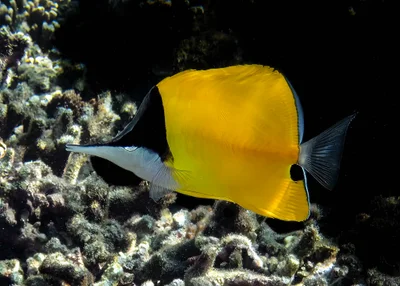 Forcipiger flavissimus