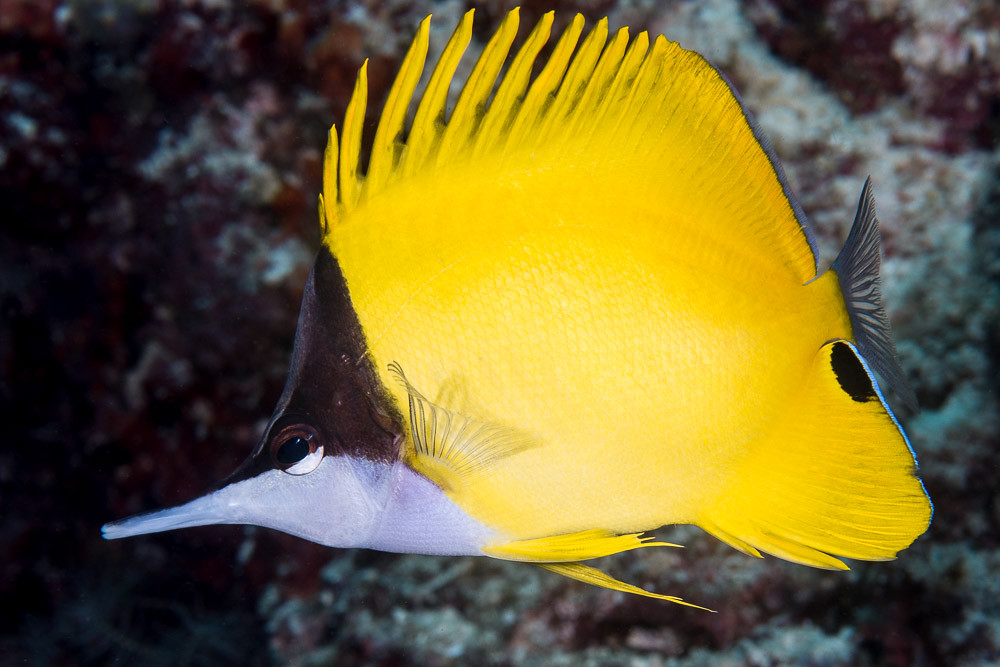 Longnose Butterflyfish - Forcipiger flavissimus