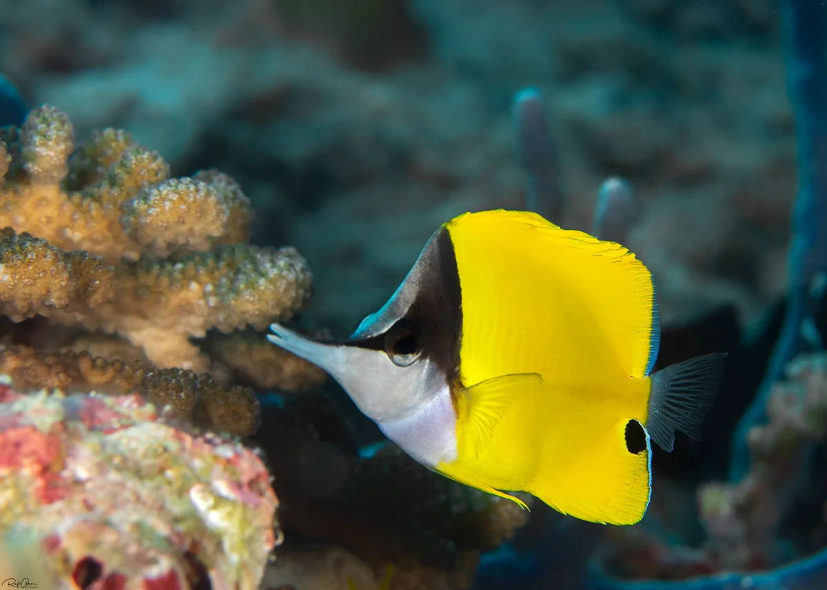 Forcipiger flavissimus - Forceps Butterflyfish