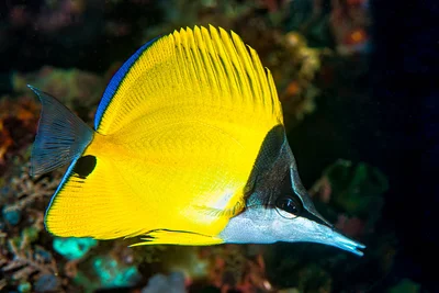 Longnose Butterflyfish - Forcipiger flavissimus