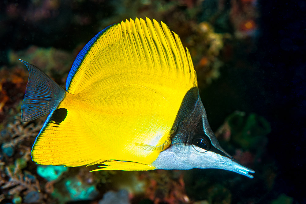 Longnose Butterflyfish - Forcipiger flavissimus