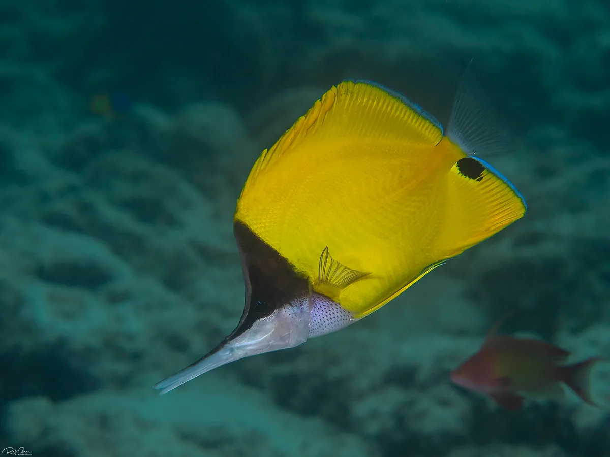 Forcipiger longirostris - Longnose Butterflyfish