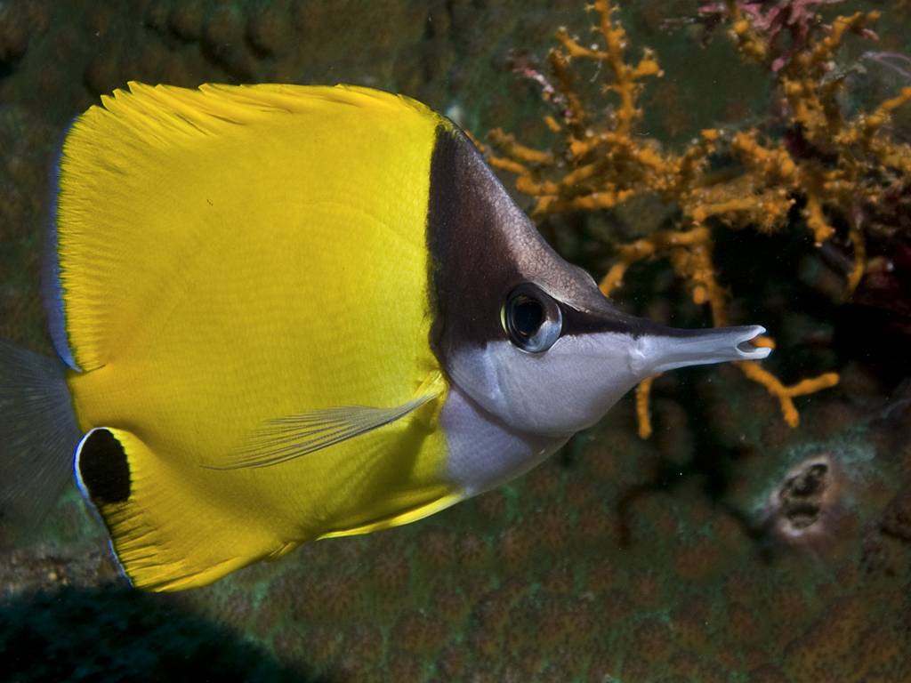 Forcipiger flavissimus