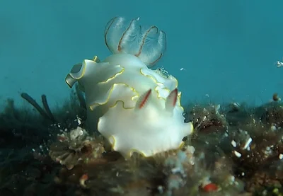 Thorunna africana
