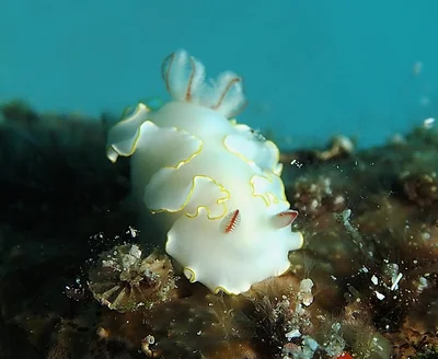 Thorunna africana