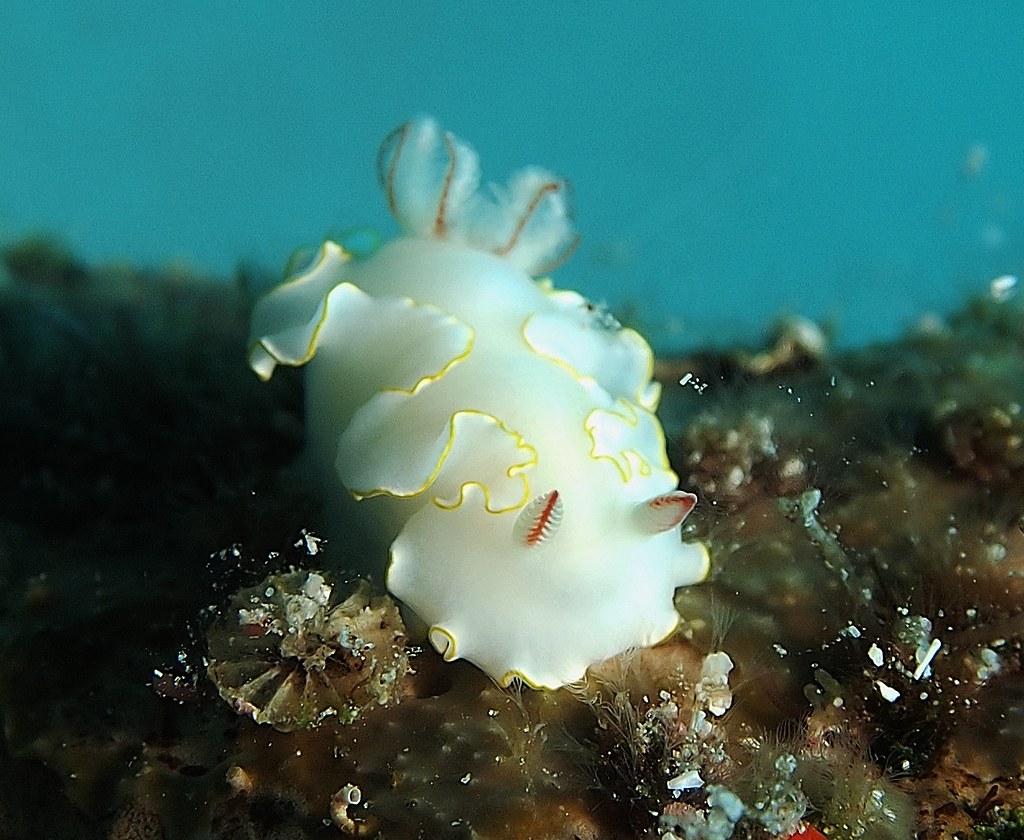 Thorunna africana