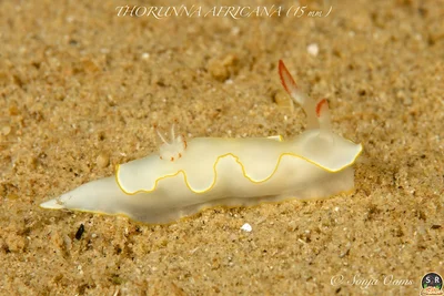 THORUNNA AFRICANA (15 mm)