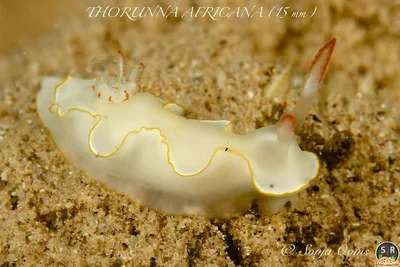 THORUNNA AFRICANA (15 mm) (1)