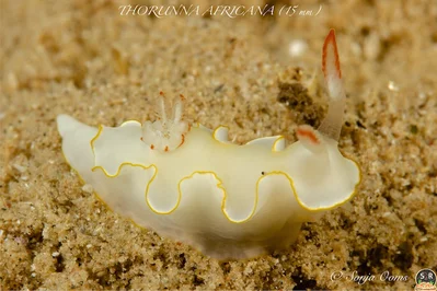 THORUNNA AFRICANA (15 mm) (2)