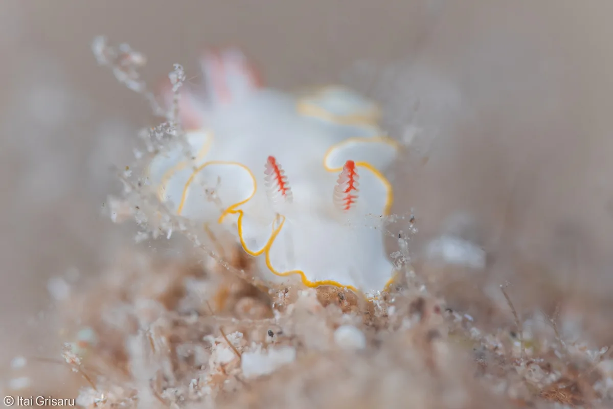 Thorunna africana - Eilat, the Red Sea, Israel