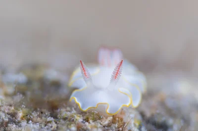 Thorunna africana - Eilat, the Red Sea, Israel