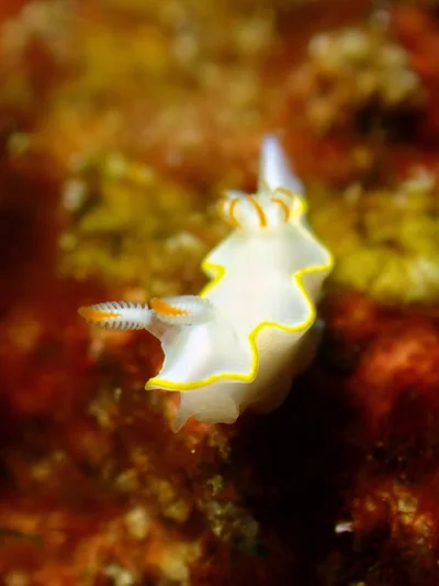 Thorunna africana - Aceh, ID