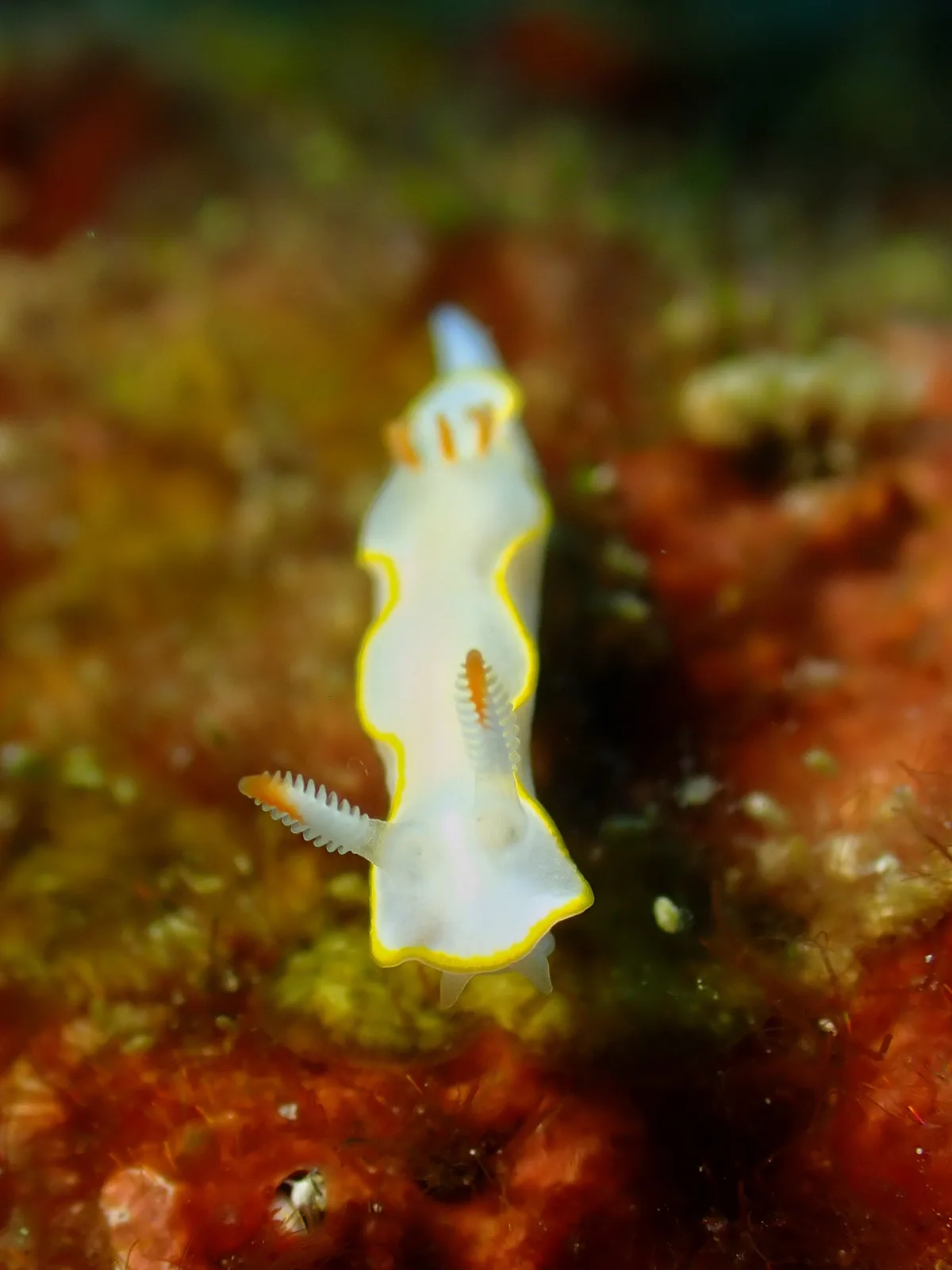 Thorunna africana - Aceh, ID