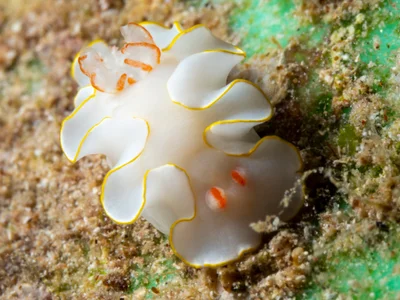 Thorunna africana - Dahab, Janub Sina', Egypten