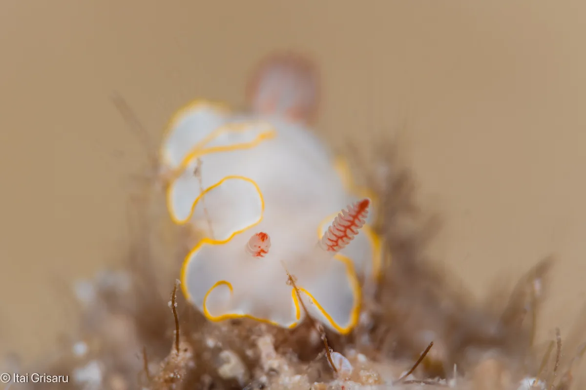 Thorunna africana - Red Sea, Elat, Southern District, IL