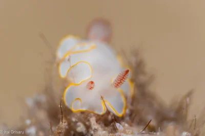 Thorunna africana - Red Sea, Elat, Southern District, IL