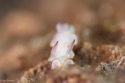 Thorunna africana - Red Sea, Southern District, IL