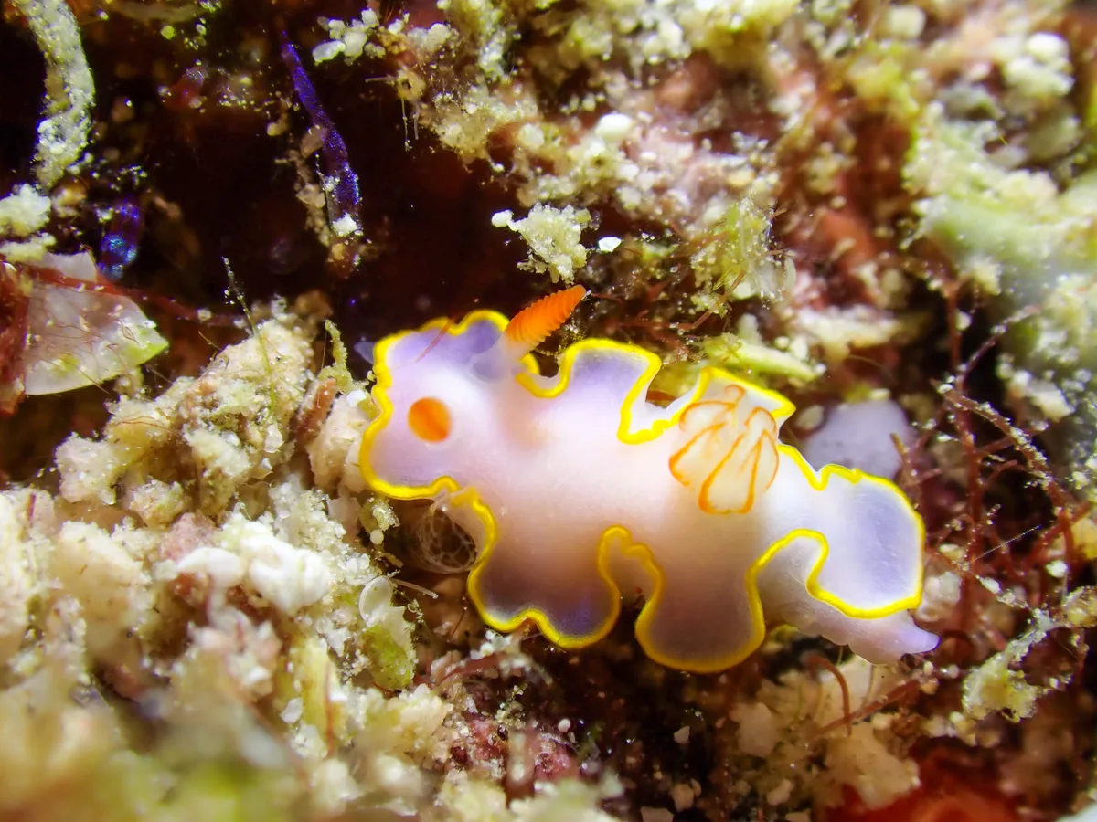 Thorunna africana - Weh Island, Aceh, ID
