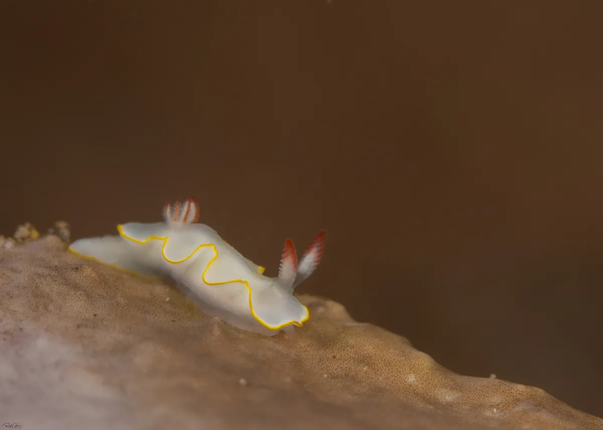 Thorunna africana - אילת