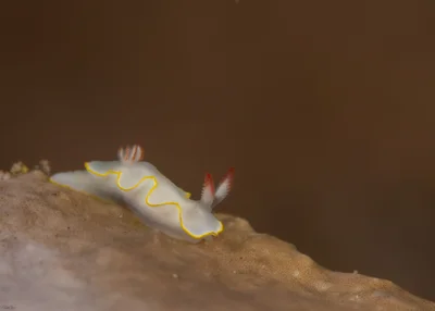 Thorunna africana - אילת