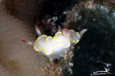 Thorunna africana - Red Sea, Al Bad, Tabuk Region, SA