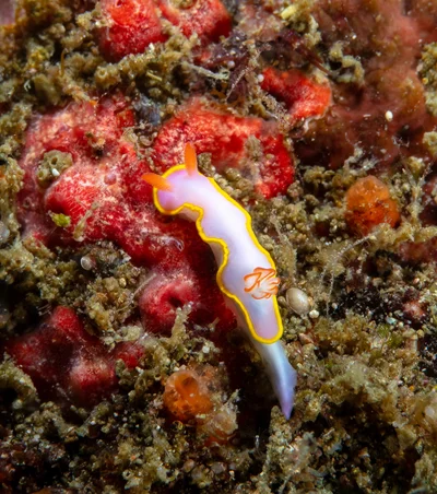 Thorunna africana - Kuchchaveli, LK-TC, LK