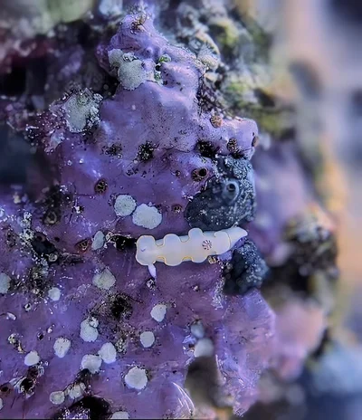 Yellow-margin Rainbow Dorid