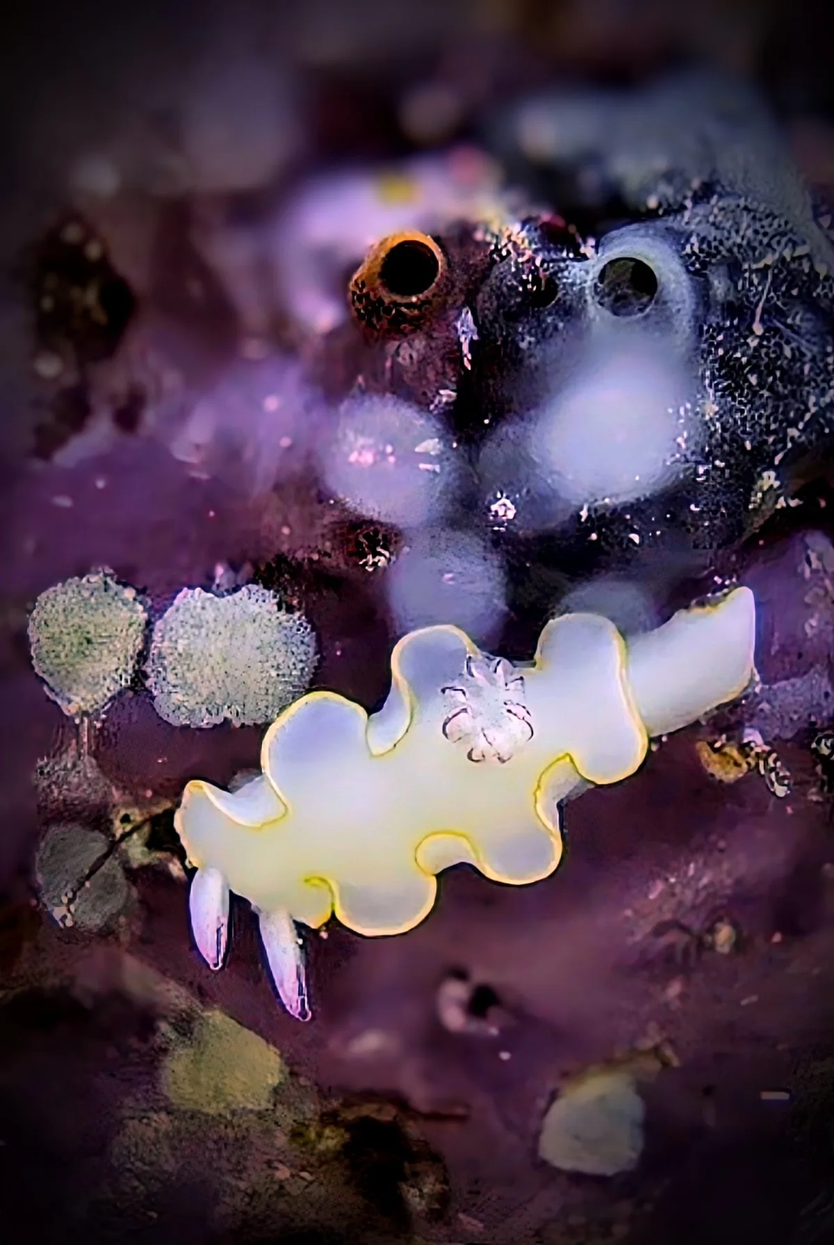 Yellow-margin Rainbow Dorid