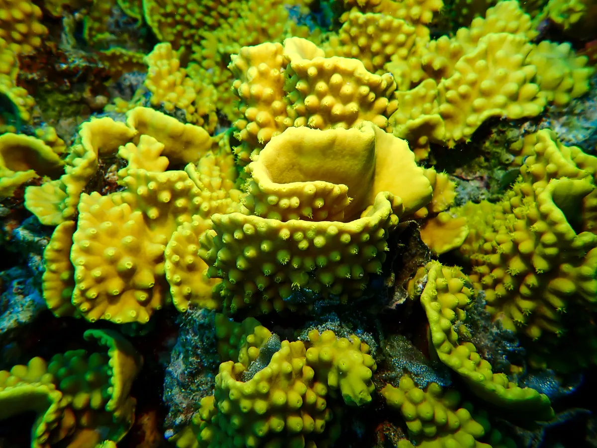 Yellow Scroll Coral
