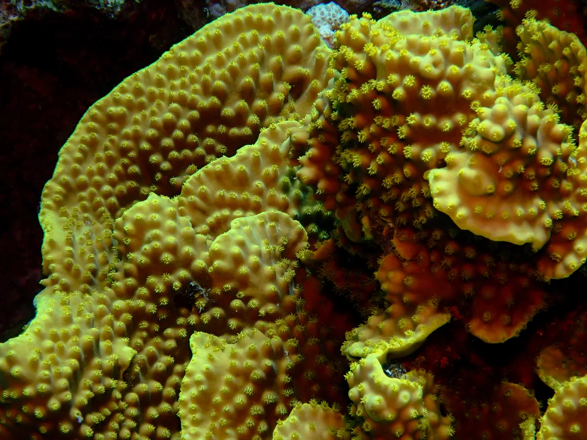 Yellow Scroll Coral