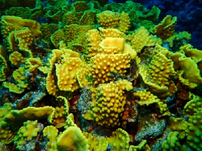 Yellow Scroll Coral