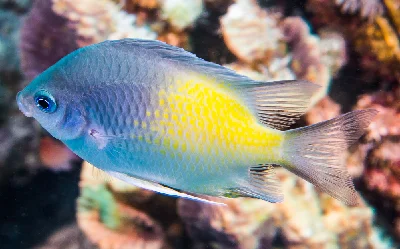 Yellow-side Damselfish