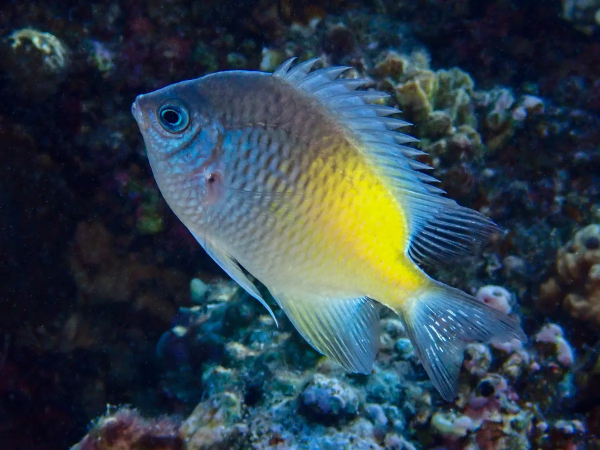Yellow-side Damselfish