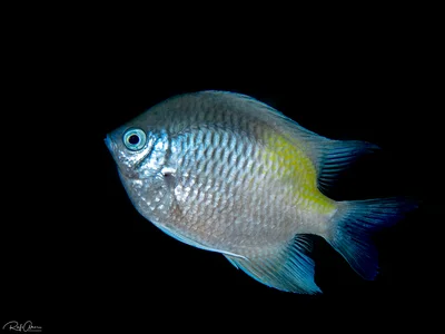 Yellow-side Damselfish - Amblyglyphidodon flavilatus