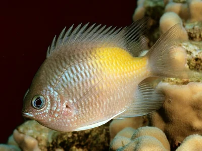 Amblyglyphidodon flavilatus, Red Sea.