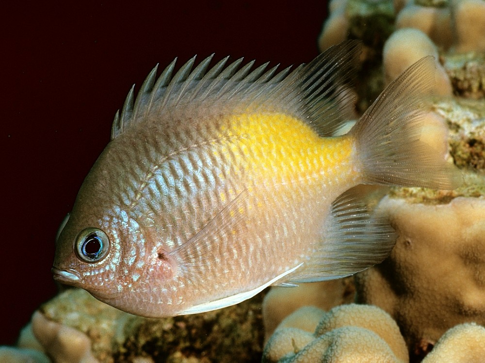 Amblyglyphidodon flavilatus, Red Sea.