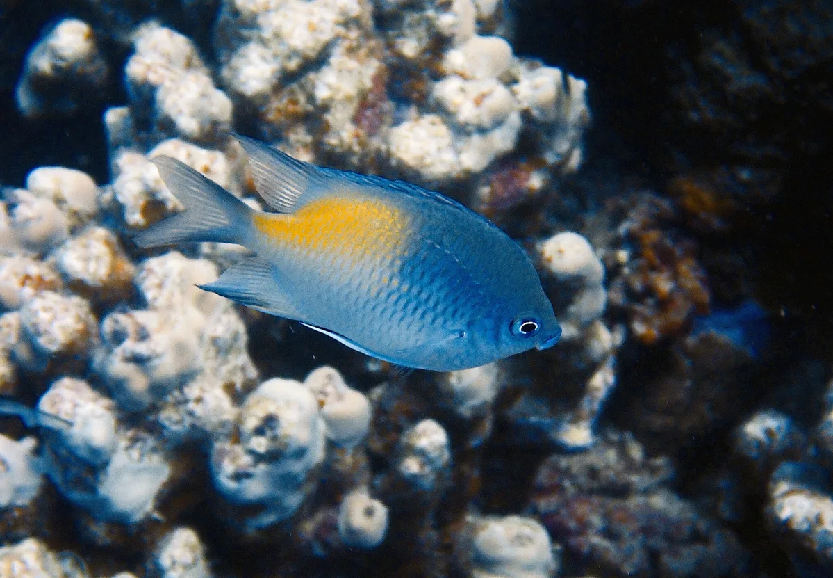 Amblyglyphidodon flavilatus - Marsa Alam, Governatorato del Mar Rosso, Egitto
