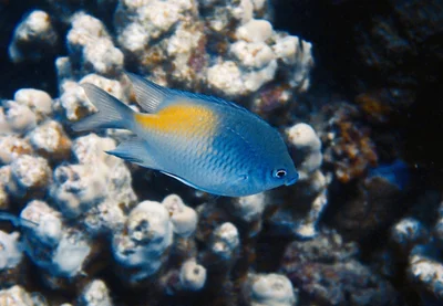 Amblyglyphidodon flavilatus - Marsa Alam, Governatorato del Mar Rosso, Egitto