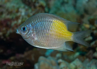 Amblyglyphidodon flavilatus - Wadi El-Gemal - Hamata