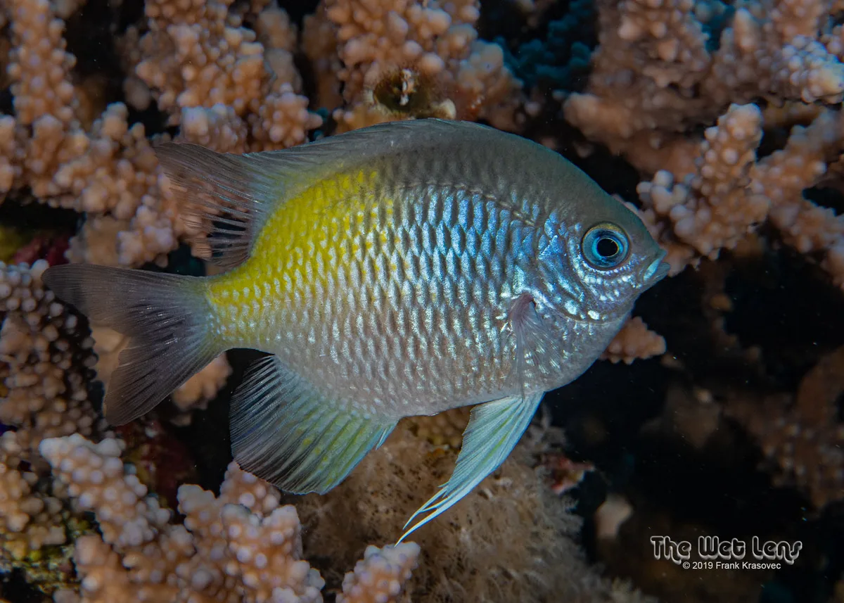 Amblyglyphidodon flavilatus - Wadi El-Gemal - Hamata