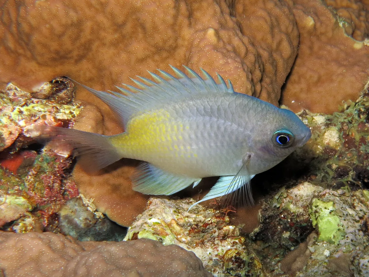 Amblyglyphidodon flavilatus - Soudan