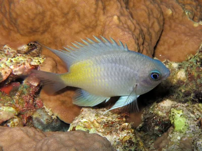 Amblyglyphidodon flavilatus - Soudan